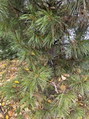 Pinus sibirica