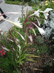 Gladiolus murielae