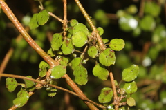 Coprosma rotundifolia