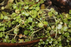 Lobelia angulata