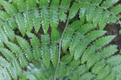 Diplazium laxifrons