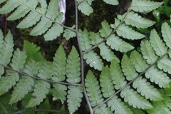 Diplazium laxifrons