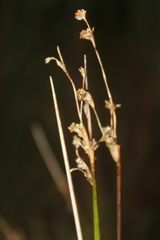 Juncus edgariae