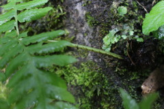 Diplazium laxifrons
