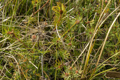 Pultenaea humilis