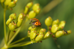 Hippodamia variegata