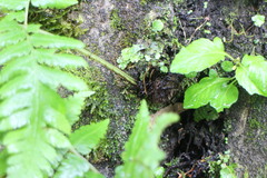 Diplazium laxifrons