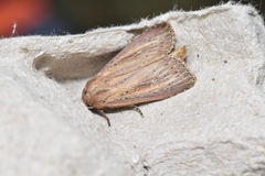 Nonagria typhae
