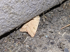 Dichagyris variabilis