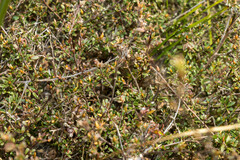 Pultenaea largiflorens