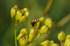 Hippodamia variegata