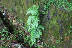 Diplazium laxifrons