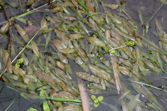Potamogeton cheesemanii