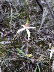 Caladenia venusta