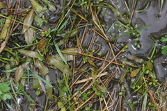 Potamogeton cheesemanii