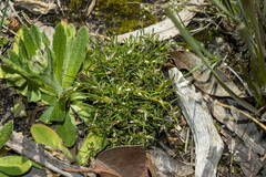 Laxmannia orientalis