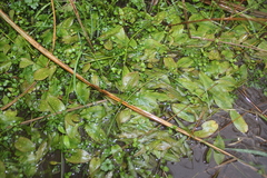 Potamogeton cheesemanii