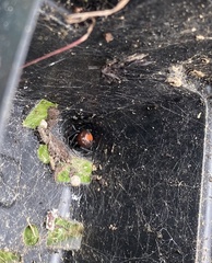 Latrodectus hasselti