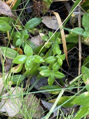 Cerastium pauciflorum