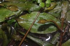 Potamogeton cheesemanii