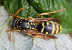 Polistes