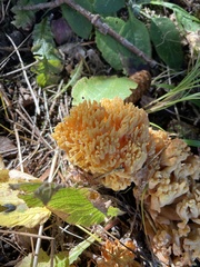 Ramaria