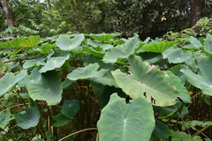 Colocasia