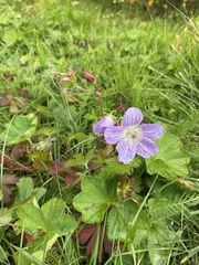 Geranium wlassovianum