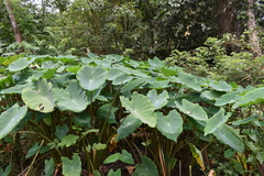 Colocasia