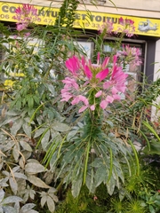 Cleome houtteana