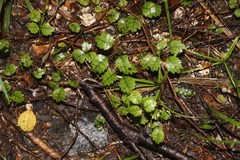 Rubus australis