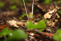 Corybas walliae