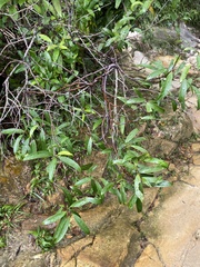 Anodendron affine