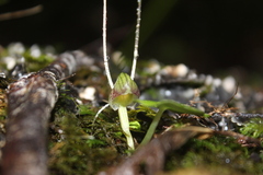 Corybas walliae