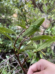 Anodendron affine