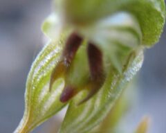 Pterostylis occulta