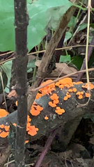 Favolaschia calocera