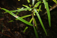 Nestegis cunninghamii