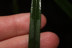 Nestegis cunninghamii