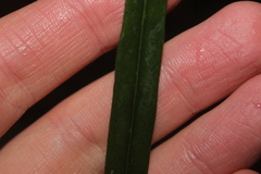 Nestegis cunninghamii