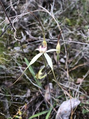 Caladenia venusta