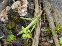 Vandiemenella viatica