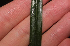 Nestegis cunninghamii