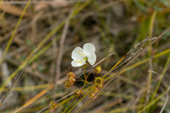 Drosera planchonii