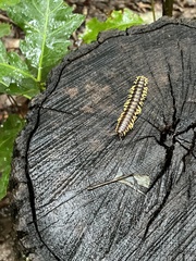 Apheloriini