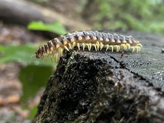 Apheloriini