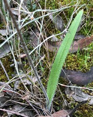 Caladenia venusta
