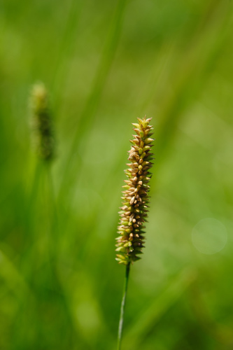 Sacciolepis spicata iNat (2)