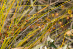 Drosera planchonii