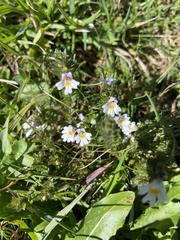 Euphrasia officinalis